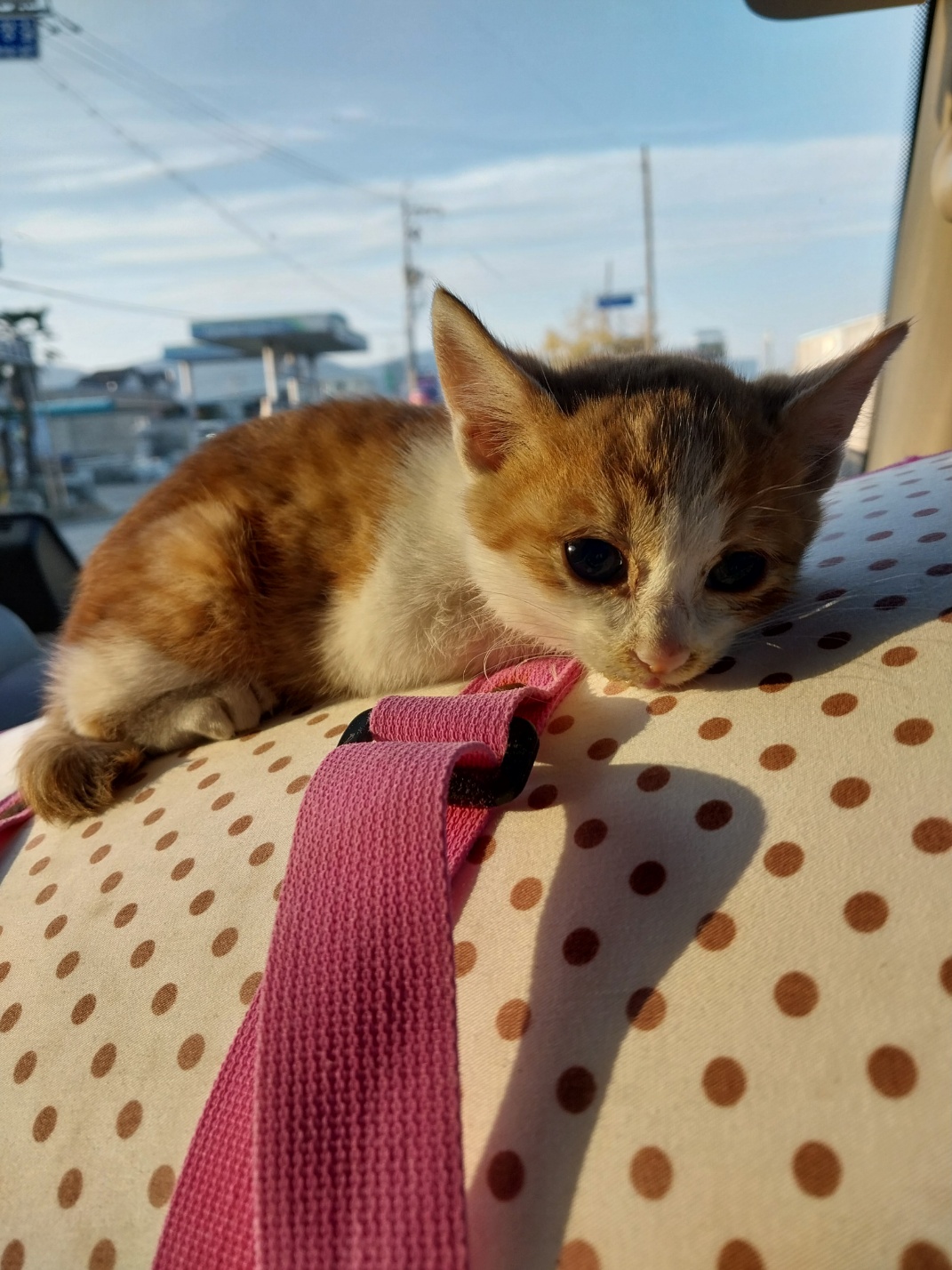 종료(자연사) 한국…